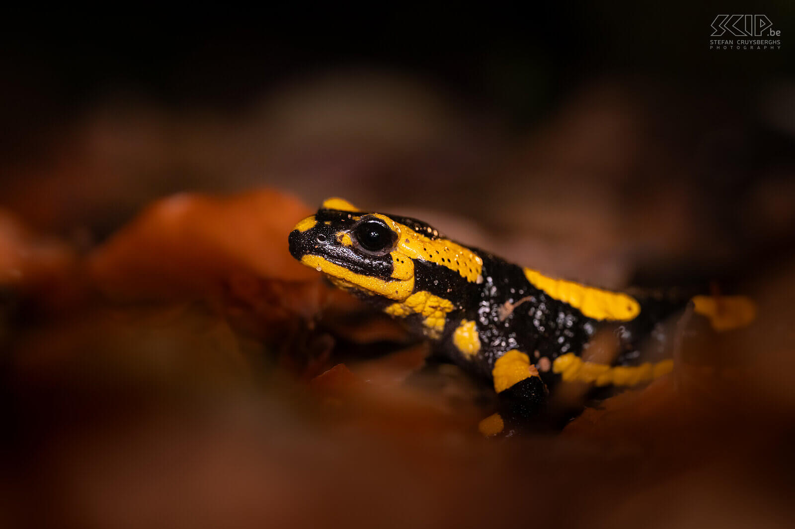 Amfibieën - Vuursalamander De vuursalamander (salamandra salamandra) is een prachtige maar zeldzame landsalamander met een unieke geelzwarte tekening. Hij leeft vooral in oude eiken-beukenbossen. Stefan Cruysberghs